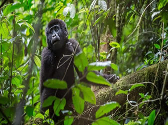 2 Days Gorilla Trekking Africa