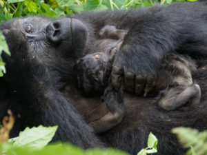 3 days Congo lowland gorilla trekking
