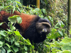 4 days Rwanda gorillas & Golden monkeys