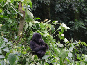 Baby gorilla in Bwindi Impenetrable National Park