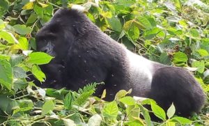 1 Day Mgahinga gorilla trek tour