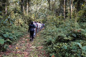 1 day Bwindi gorilla trek from Kigali