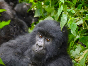4 days Virunga gorillas tour