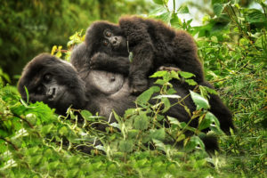 Rwanda Safaris