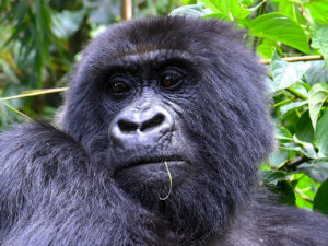 Gorilla Permits in Uganda, Rwanda and Congo