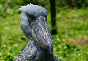 Bird Watching in Uganda