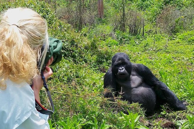 Gorilla Trekking in Uganda, Rwanda Congo