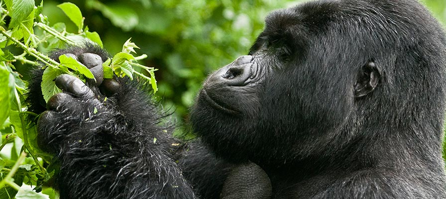 Gorilla Trekking in Volcanoes National Park