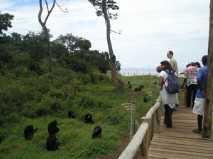 Things to see in Ngamba Chimpanzee Sanctuary