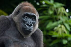 Cross River Gorillas
