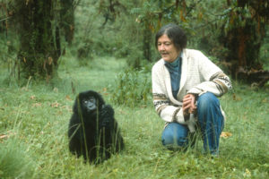 Dian Fossey and mountain gorillas