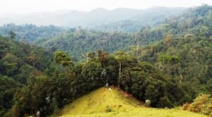 Gishwati-Mukura National Park
