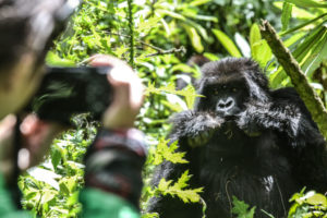 Gorilla filming in Bwindi