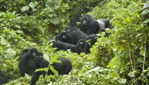 Kyaguliro Gorilla Group
