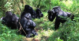 Mucunguzi Gorilla Group