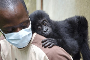 adopt gorillas
