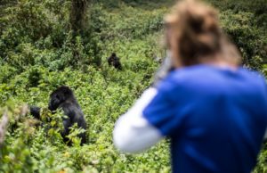cost of Gorilla Trekking in Uganda and Rwanda