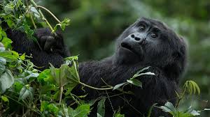 Characteristics of Mgahinga Gorillas