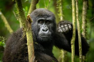 Gorilla Conservation Agencies in Africa