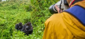 Gorilla Filming in Mgahinga National Park