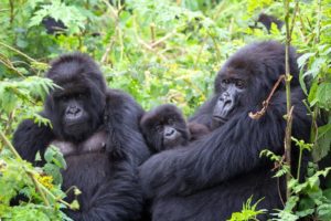 Gorilla Groups in Mgahinga