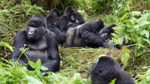 Gorilla Groups in Volcanoes National Park
