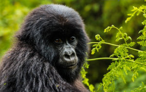 Best Places to see Gorillas in Africa