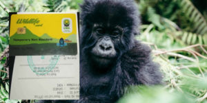 Gorilla Permits Uganda, Rwanda and DR Congo