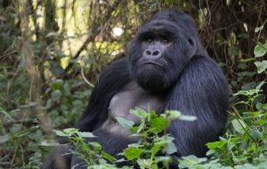 Virunga Gorillas