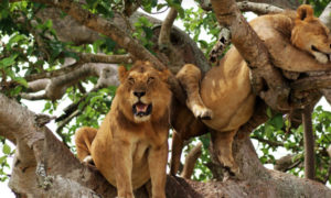 3 Days Queen Elizabeth Uganda Safari