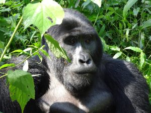 IS GORILLA TREKKING WORTH THE COST?