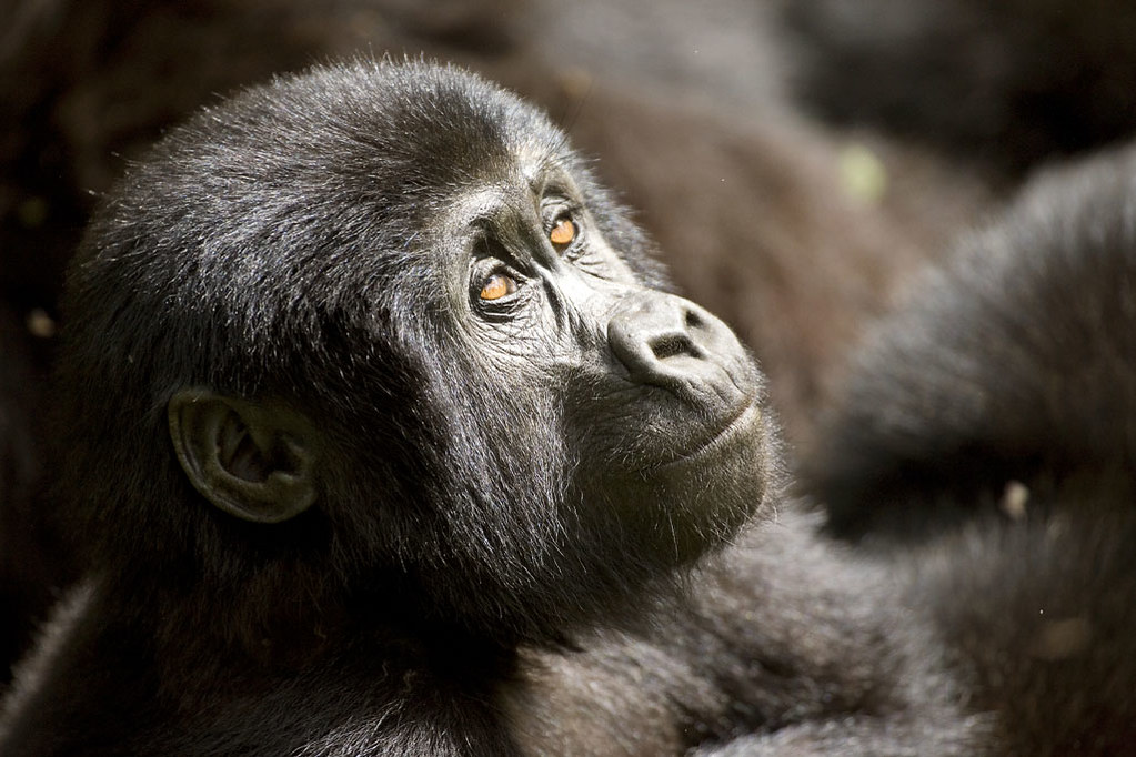 EXPECTATIONS ON A UGANDA GORILLA SAFARI