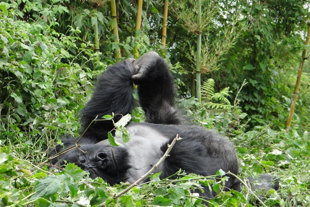 Best Time to Visit Bwindi Gorillas