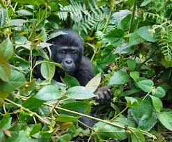 Rushaga Gorilla Habituation Experience in Bwindi, Uganda