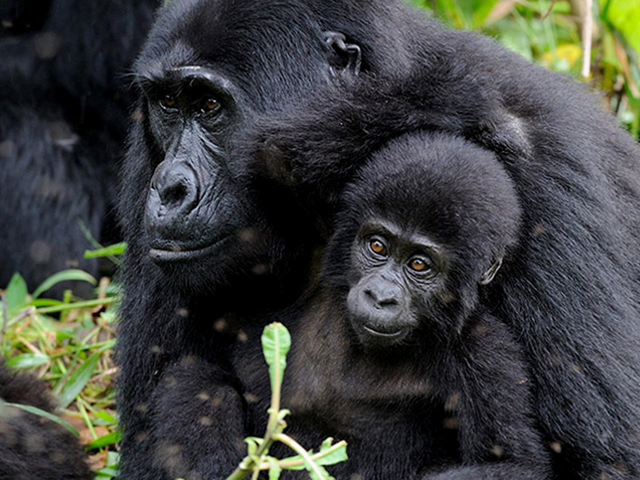 Rushaga Gorilla Habituation in Bwindi, Uganda