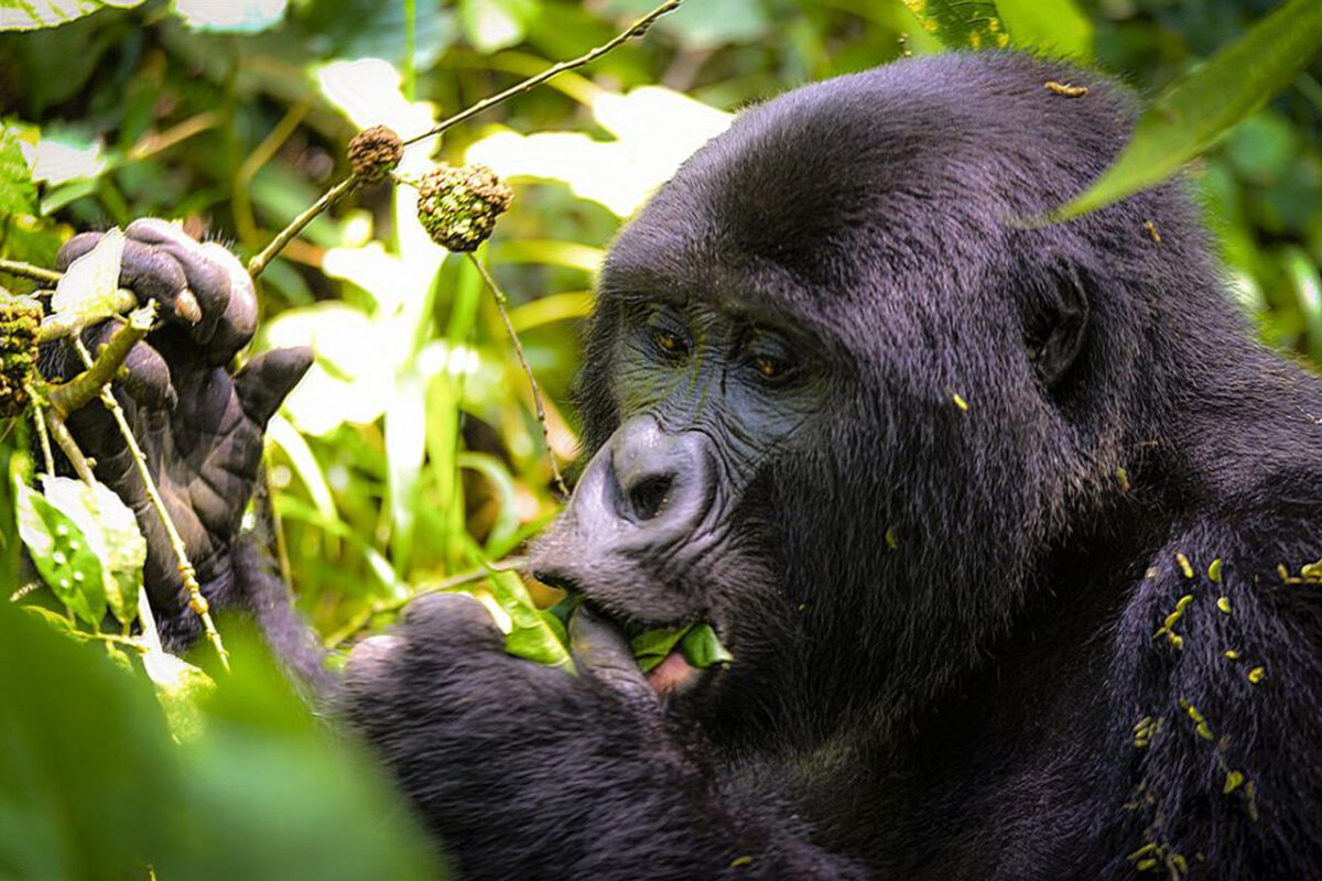 Rushaga Gorilla Habituation in Bwindi, Uganda