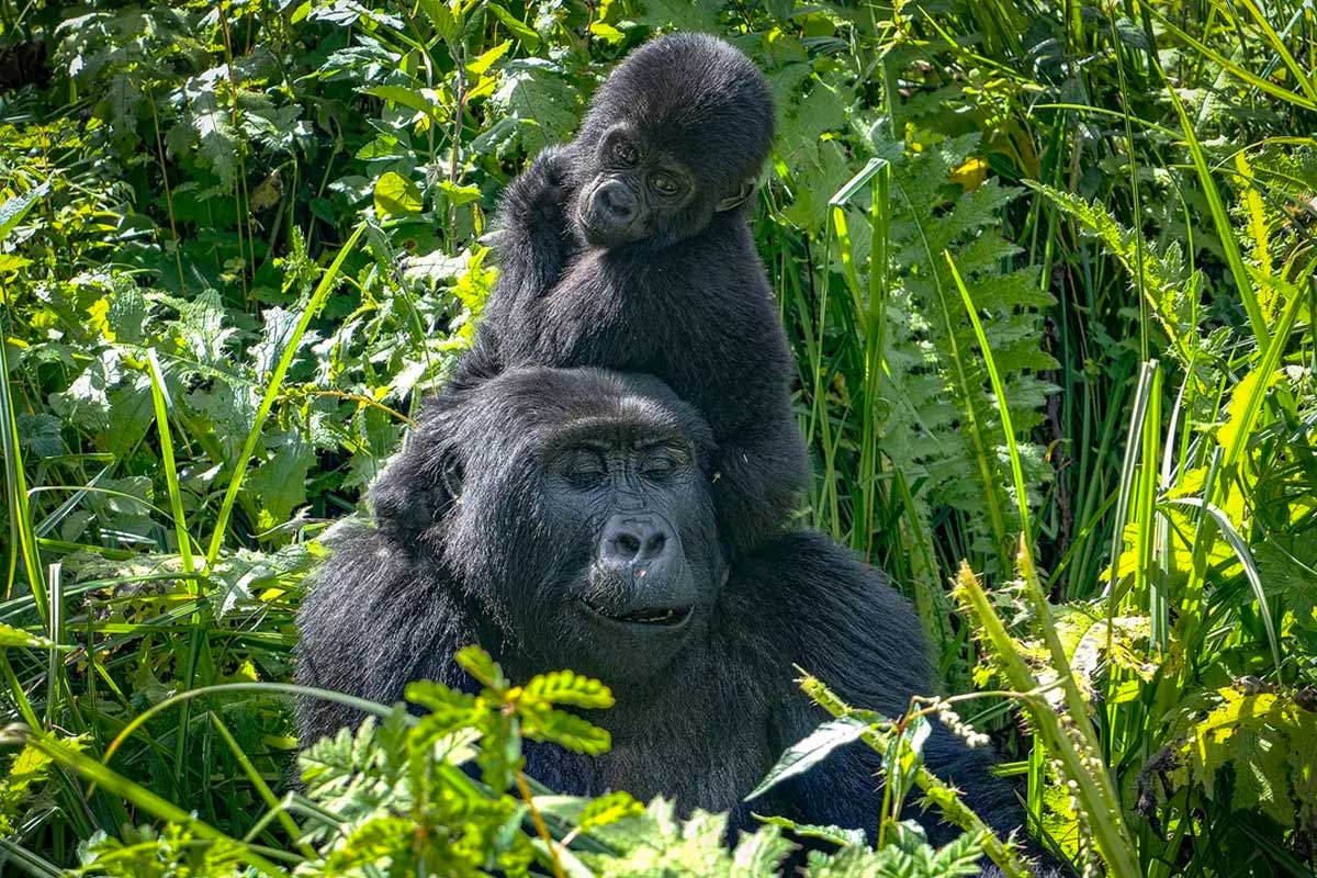 GORILLAS IN BWINDI