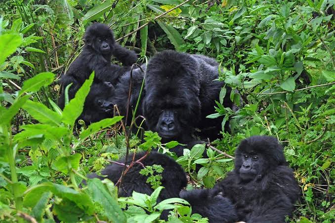 Rushaga Gorilla Habituation in Bwindi, Uganda