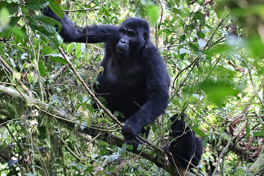 Rushaga Gorilla Habituation Experience in Bwindi, Uganda