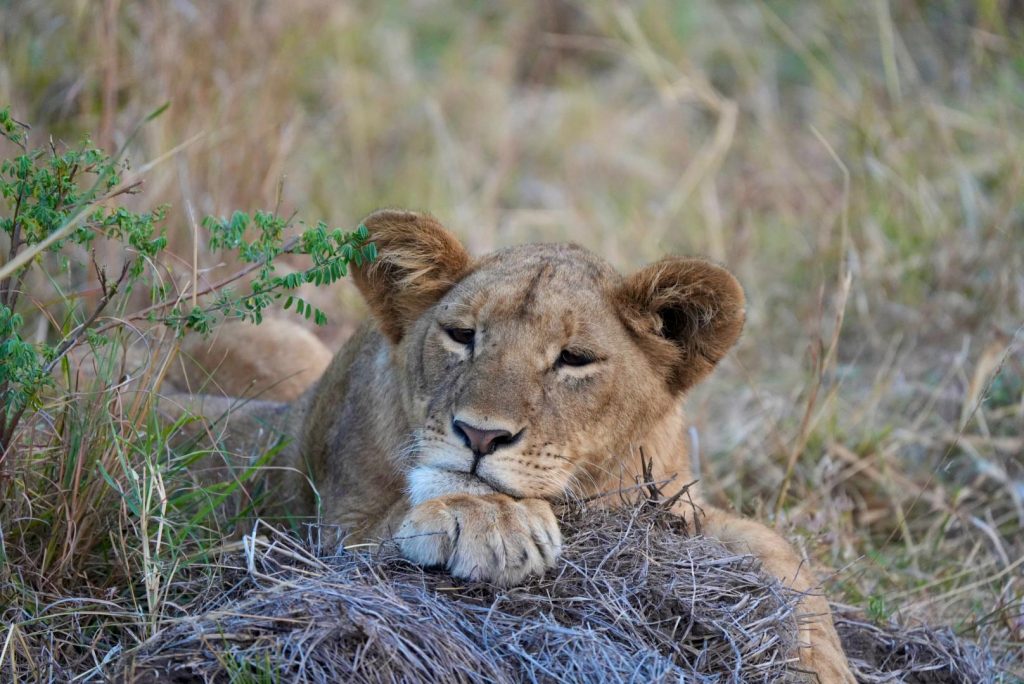 New Uganda Wildlife Offences and Penalties