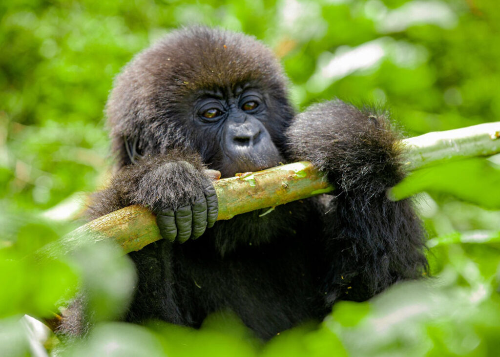 Best Time to Visit Bwindi Gorillas