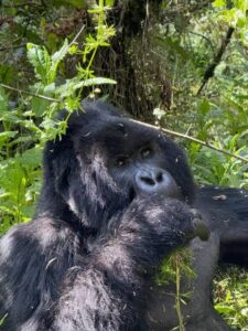 How Difficult is Gorilla Trekking?