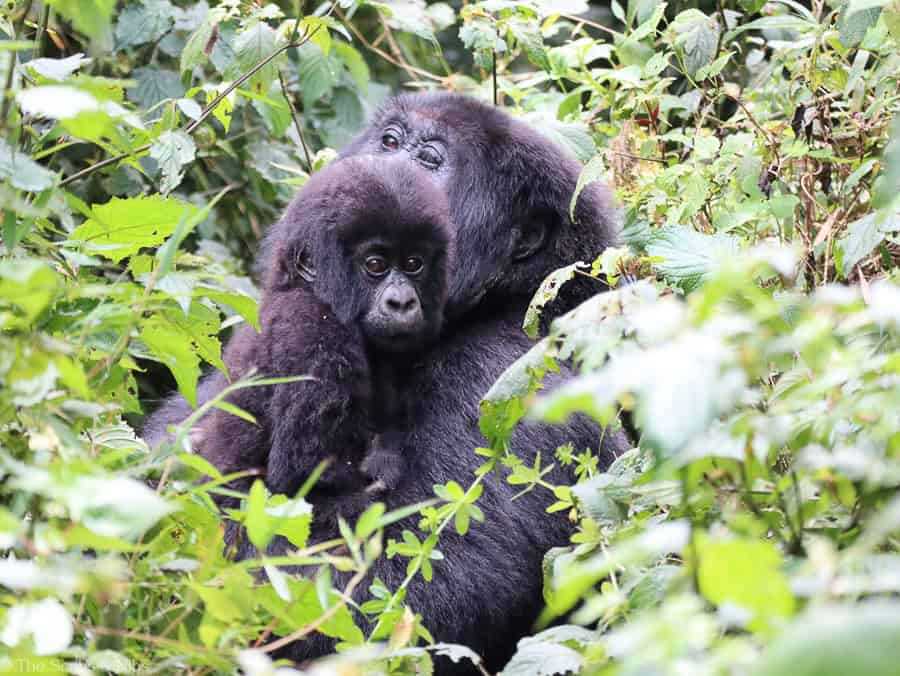 How Difficult is Gorilla Trekking?