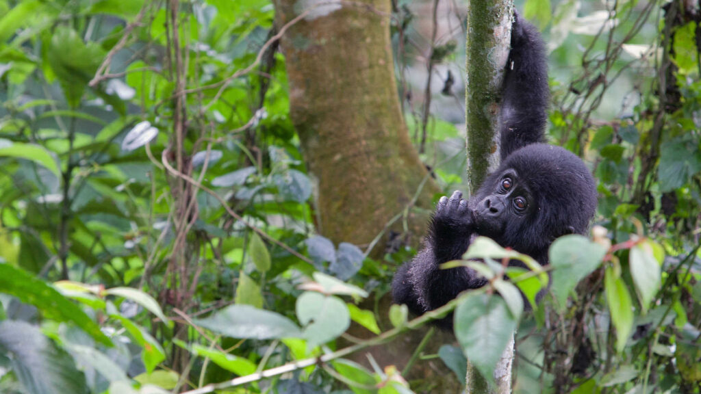 How long does gorilla trekking take?