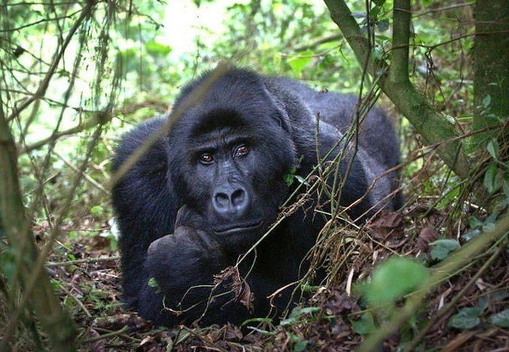 How long does gorilla trekking take