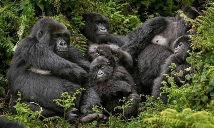 Bwindi Gorilla Trekking Sectors