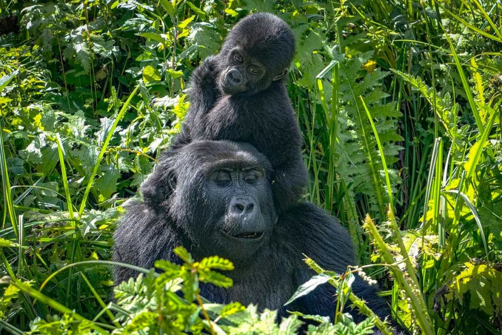 gorilla trekking sectors