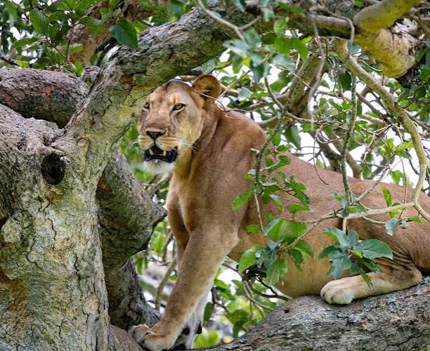 Where to see Lions in Uganda