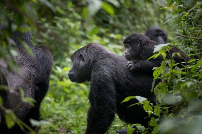 Bwindi Gorilla Trekking Sectors