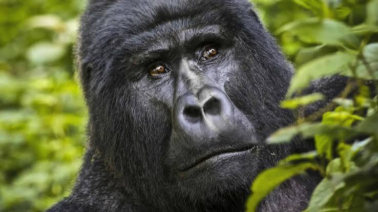 Bwindi Gorilla Trekking Sectors